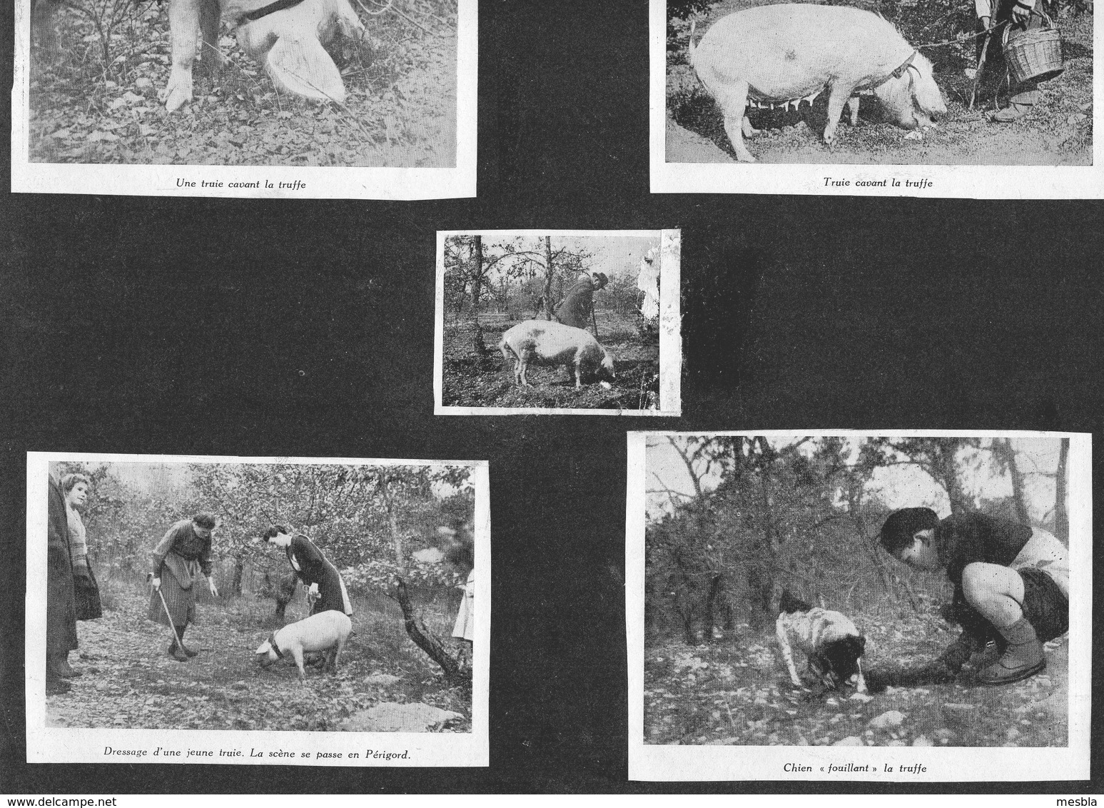 PERIGORD - 5 Images Collées Sur Un Support Cartonné - Truie Cavant La Truffe - Chien "fouillant" La Truffe. - Non Classés