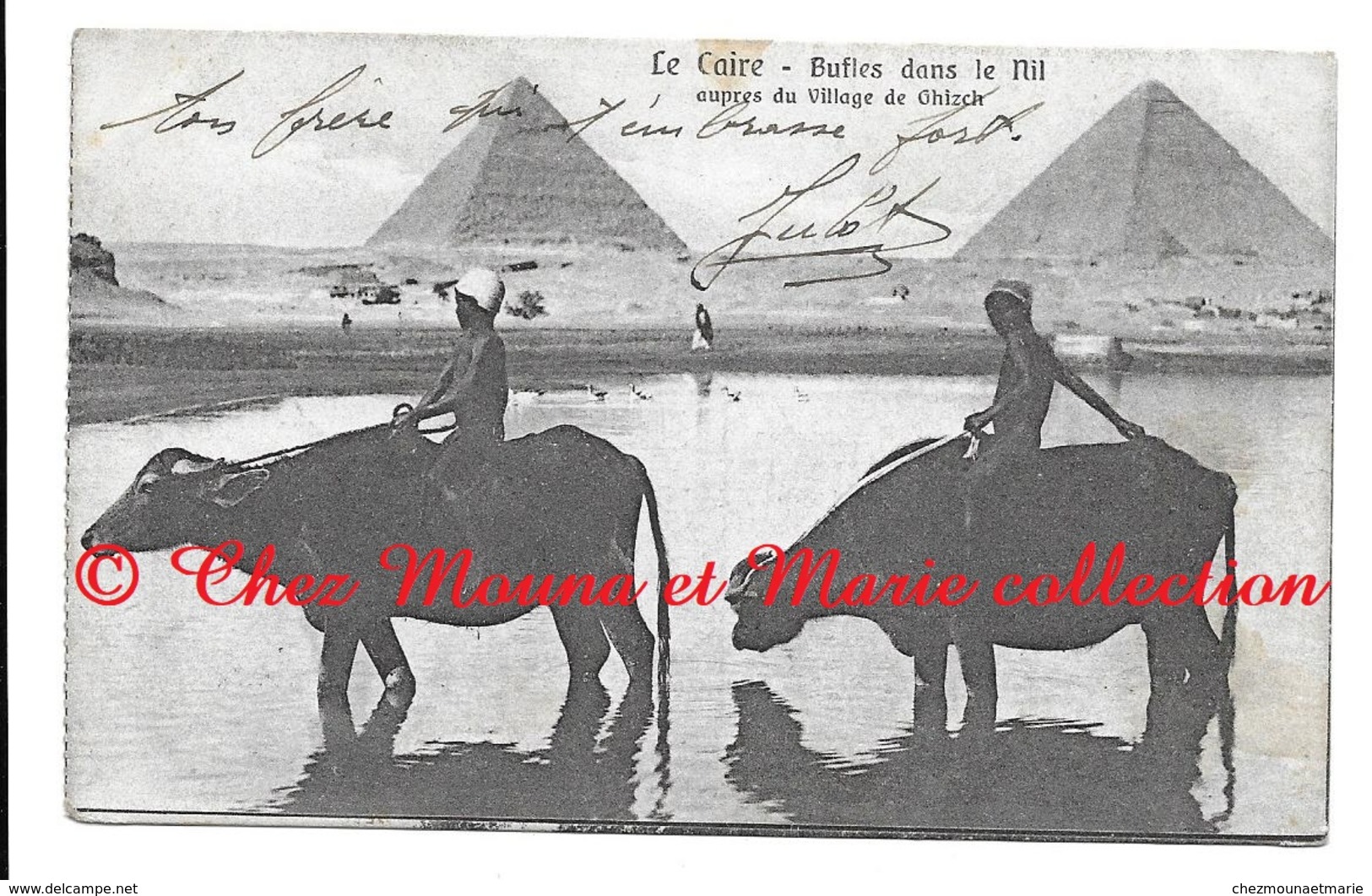 LE CAIRE BUFFLES DANS LE NIL PRES VILLAGE GHIZCH DEVANT PYRAMIDES - EGYPTE - POUR TOULON - CPA - Cairo