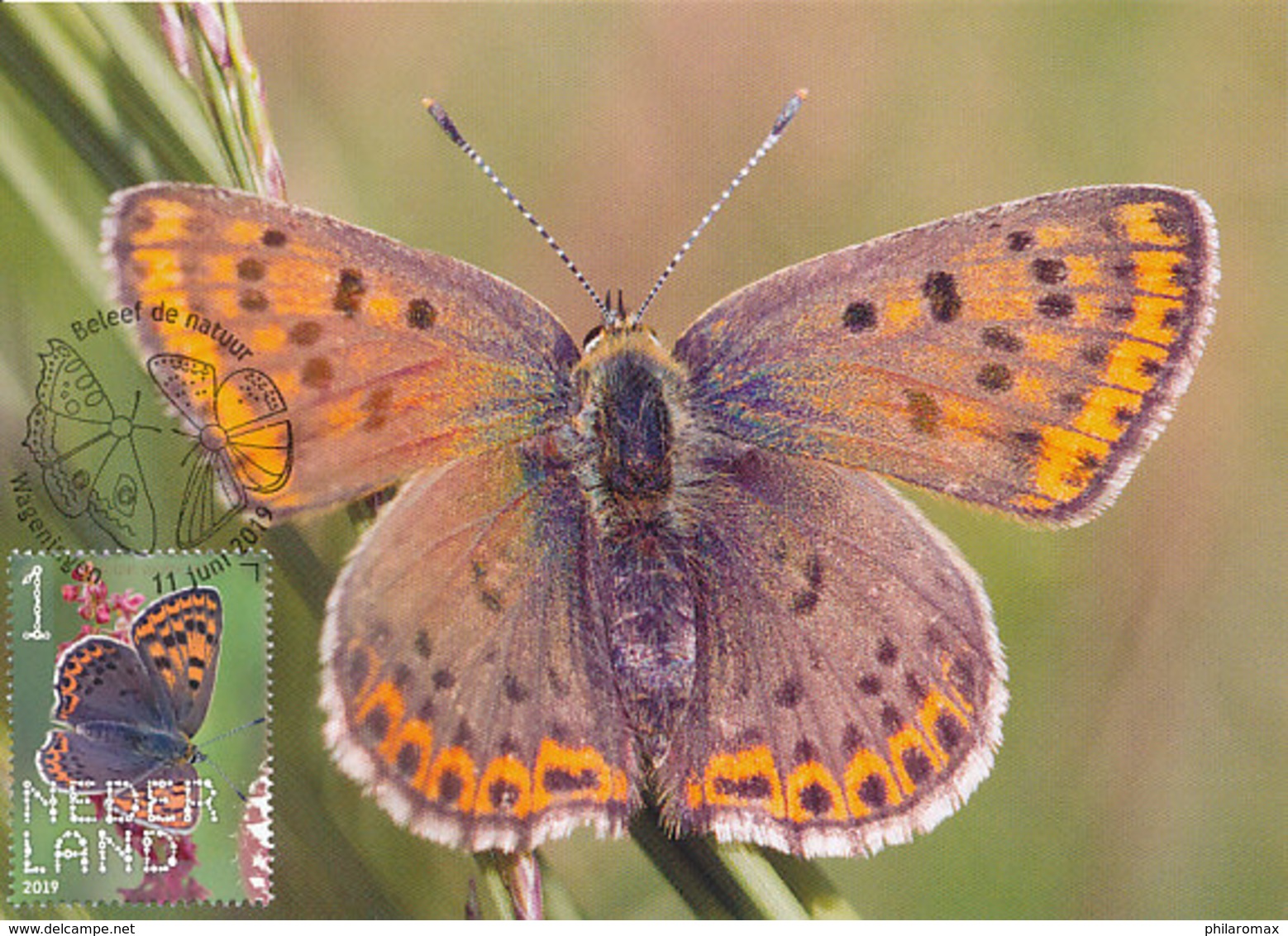 D37472 CARTE MAXIMUM CARD RR FD 2019 NETHERLANDS - SOOTY COPPER LYCAENA TITYRUS - SPEC. POSTMARK - READ!! CP ORIGINAL - Farfalle