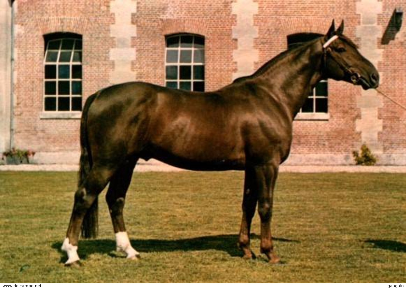 CPM - HARAS Du PIN - Elevage Du CHEVAL Français - Cheval De Selle - Chevaux