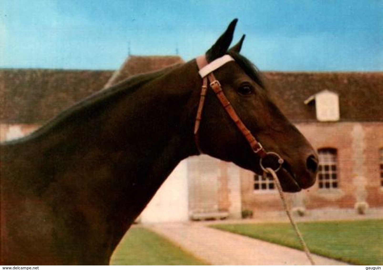 CPM - HARAS Du PIN - Elevage Du CHEVAL Français - Trotteur - Chevaux