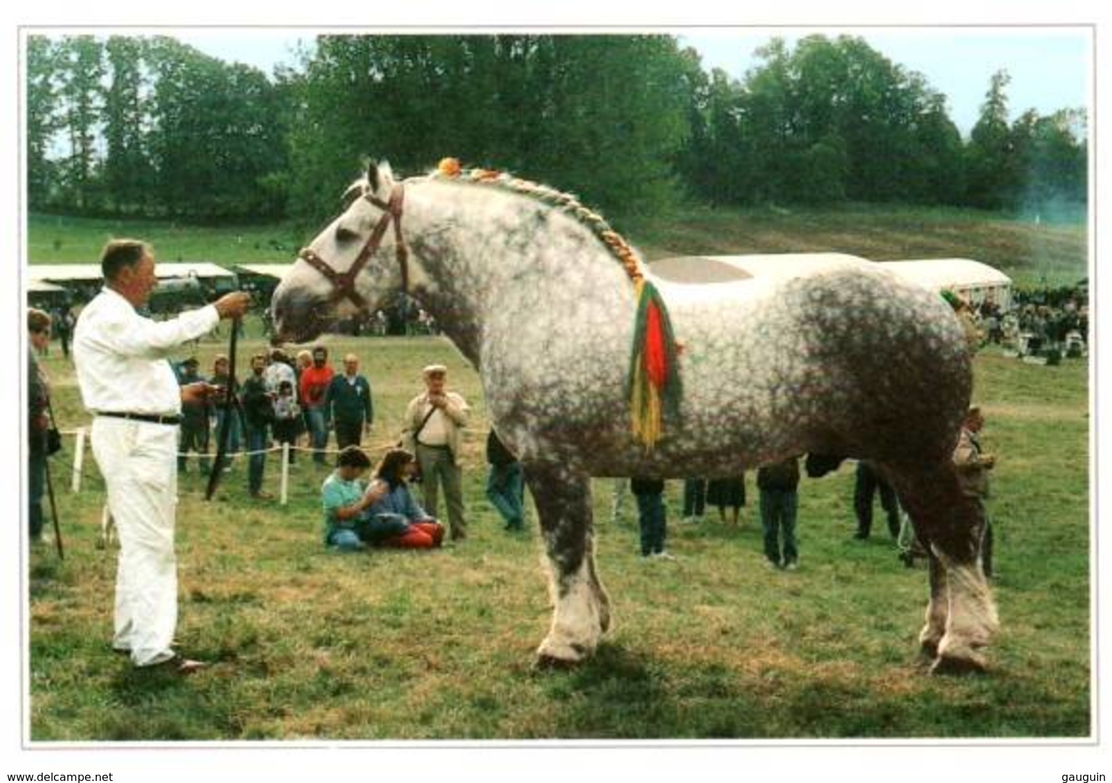 CPM - HARAS Du PIN - Présentation D'un étalon Percheron - Chevaux