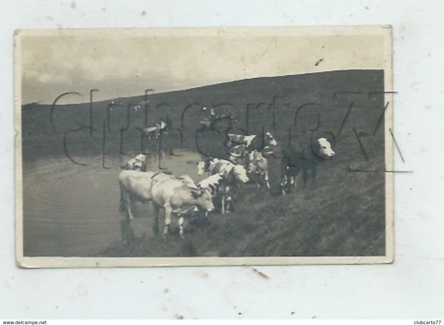 L'Abbaye (Suisse, Vaud) : GP D'un Troupeau De Vaches Dans Les Alpages S'abreuvant Au Hameau De Le Pont En 1918 (animé PF - Autres & Non Classés