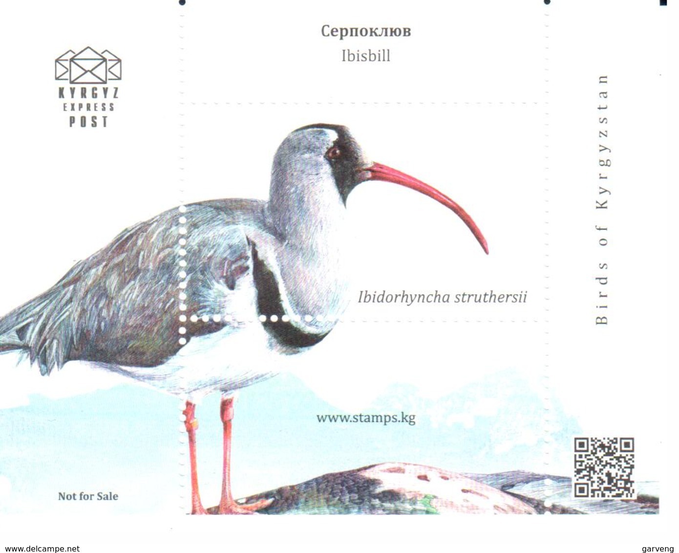 Kyrgyz Express Post 2018: Bec-d'ibis Tibétain/Ibisbill/Ibisschnabel - Cigognes & échassiers