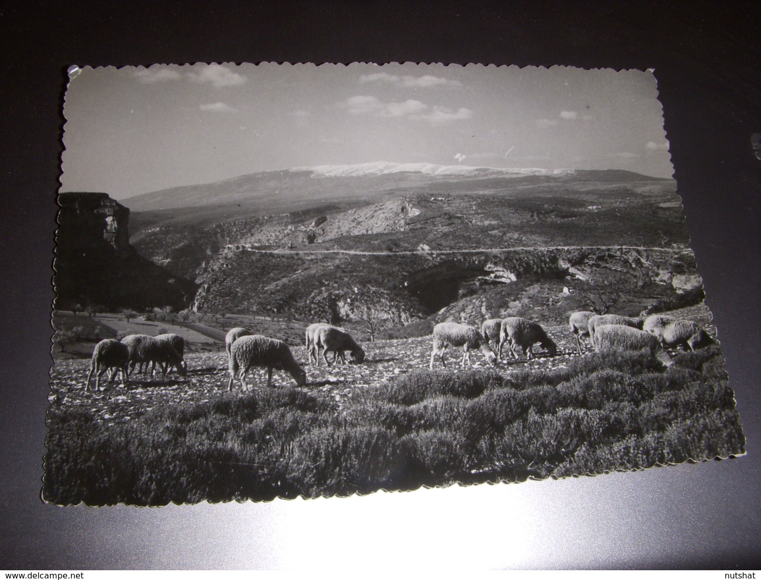 CP CARTE POSTALE VAUCLUSE MONT VENTOUX Et MOUTONS Dans Les ALPAGES - ECRITE - Altri & Non Classificati