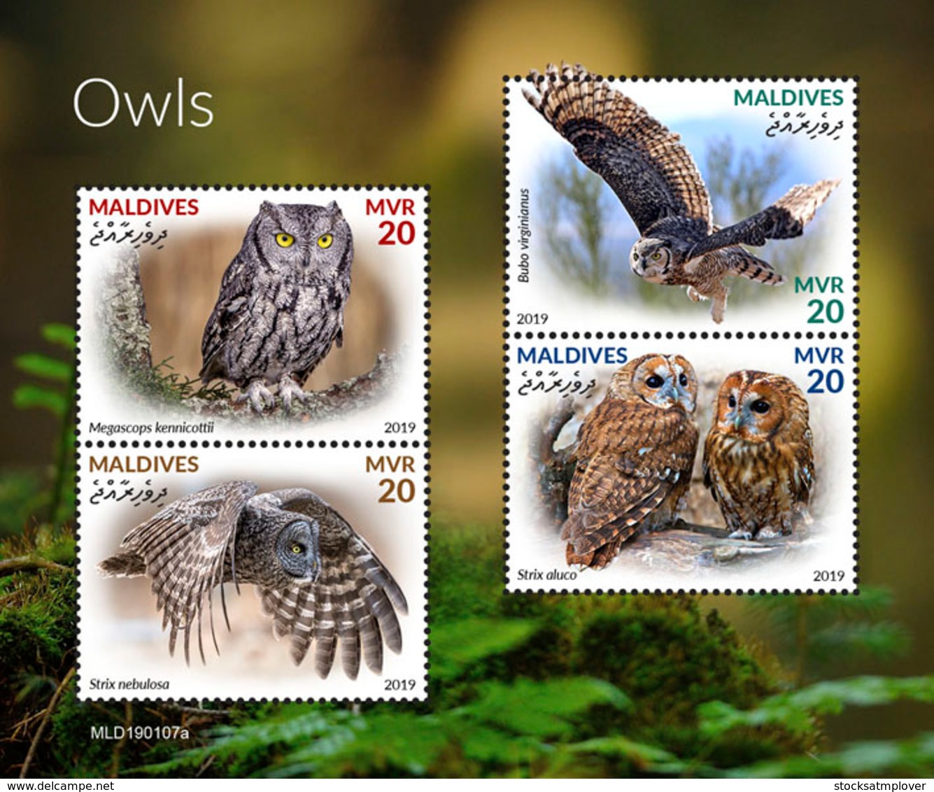 Maldives  2019   Fauna Owls   S201904 - Maldives (1965-...)