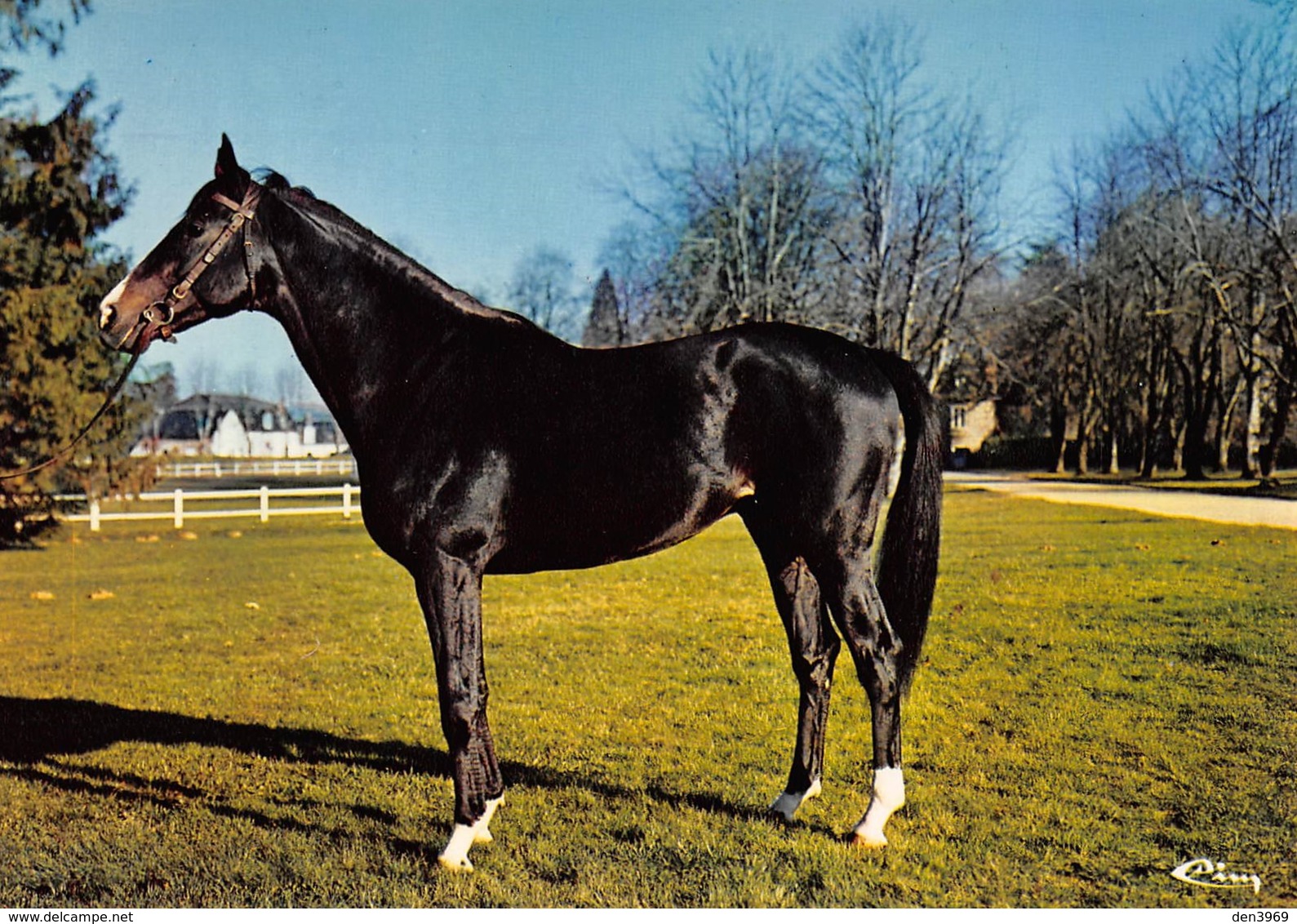 Haras De POMPADOUR - Tiaia 1969, Pur Sang Anglais, Par Nic Et Tautira, Par Tanerko - Arnac Pompadour