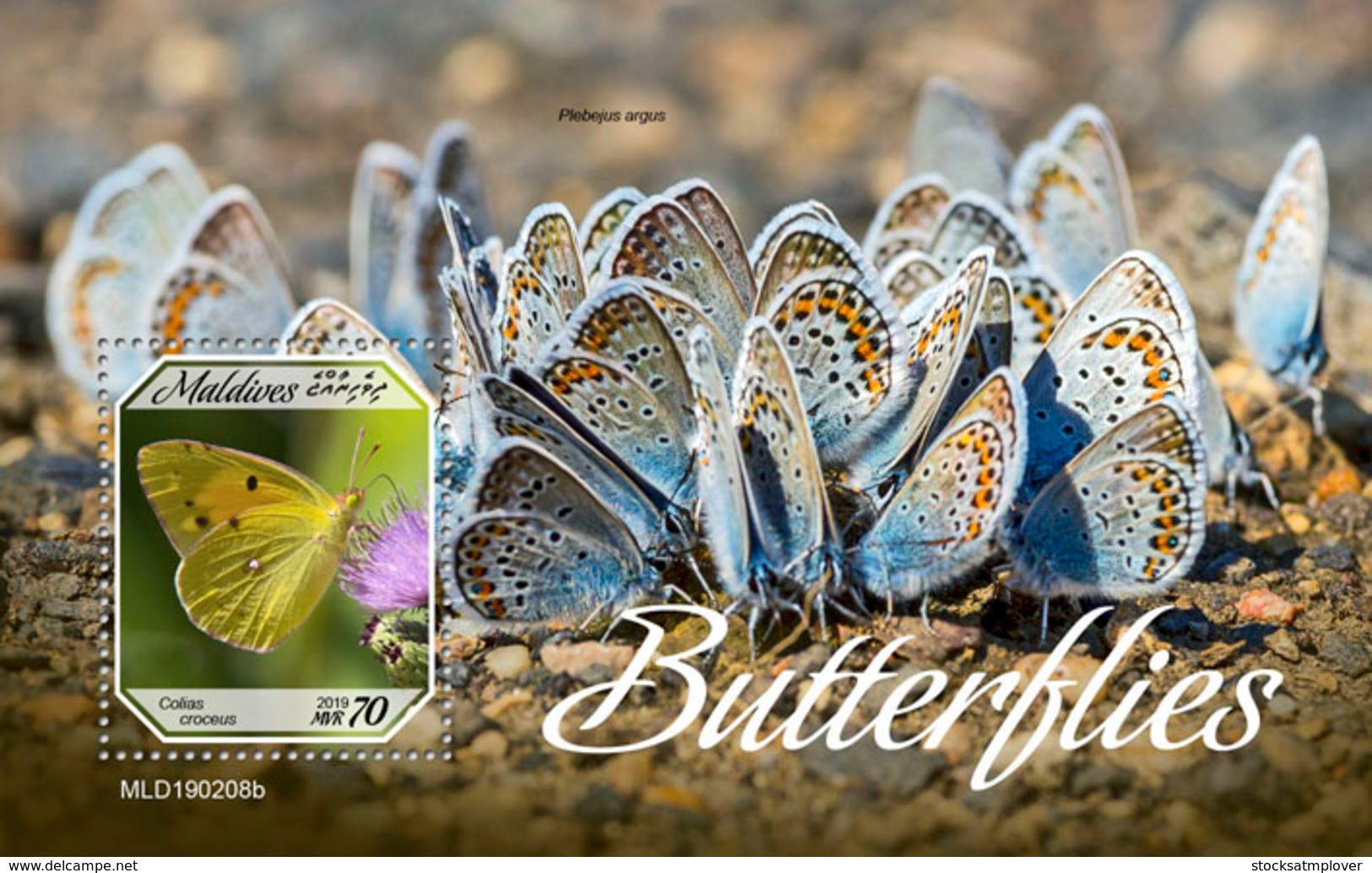 Maldives  2019   Fauna  Butterflies  S201904 - Maldives (1965-...)