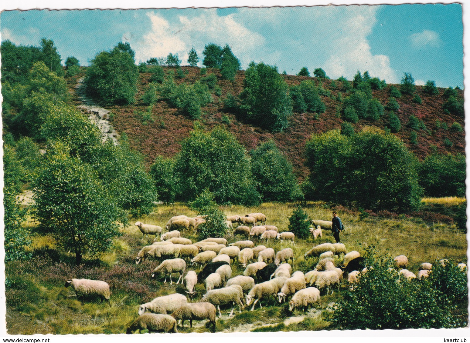 Groeten Uit Ommen - Schaapskudde, Herder, Heide - (Vakantiepark - Camping 'Laarbrug', Vilsterweg 1) - (Overijssel) - Ommen