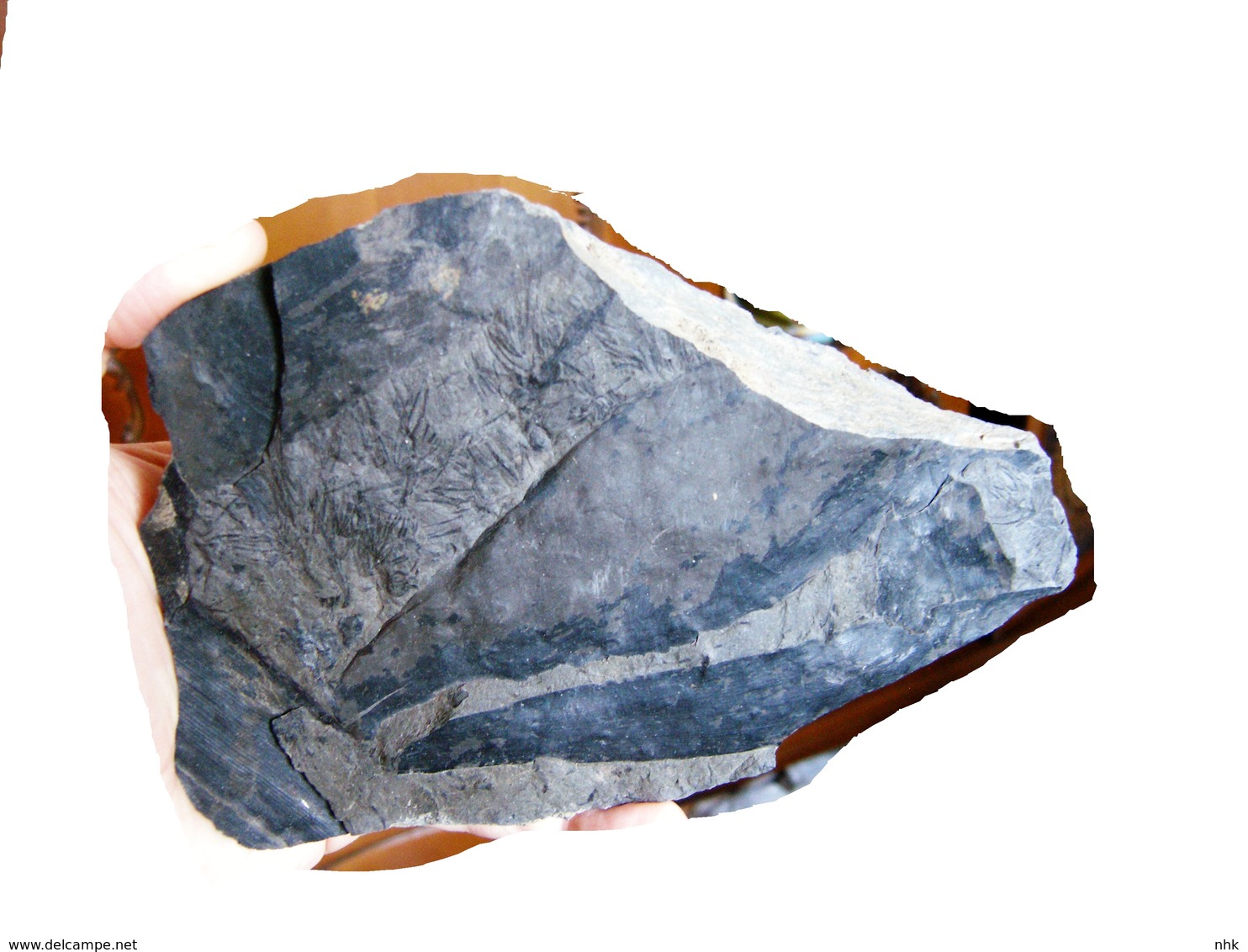 Fossiles  Cordaïtes Palmaeformis Plante Du Carbonifère Carboniferous Plant - Fossilien