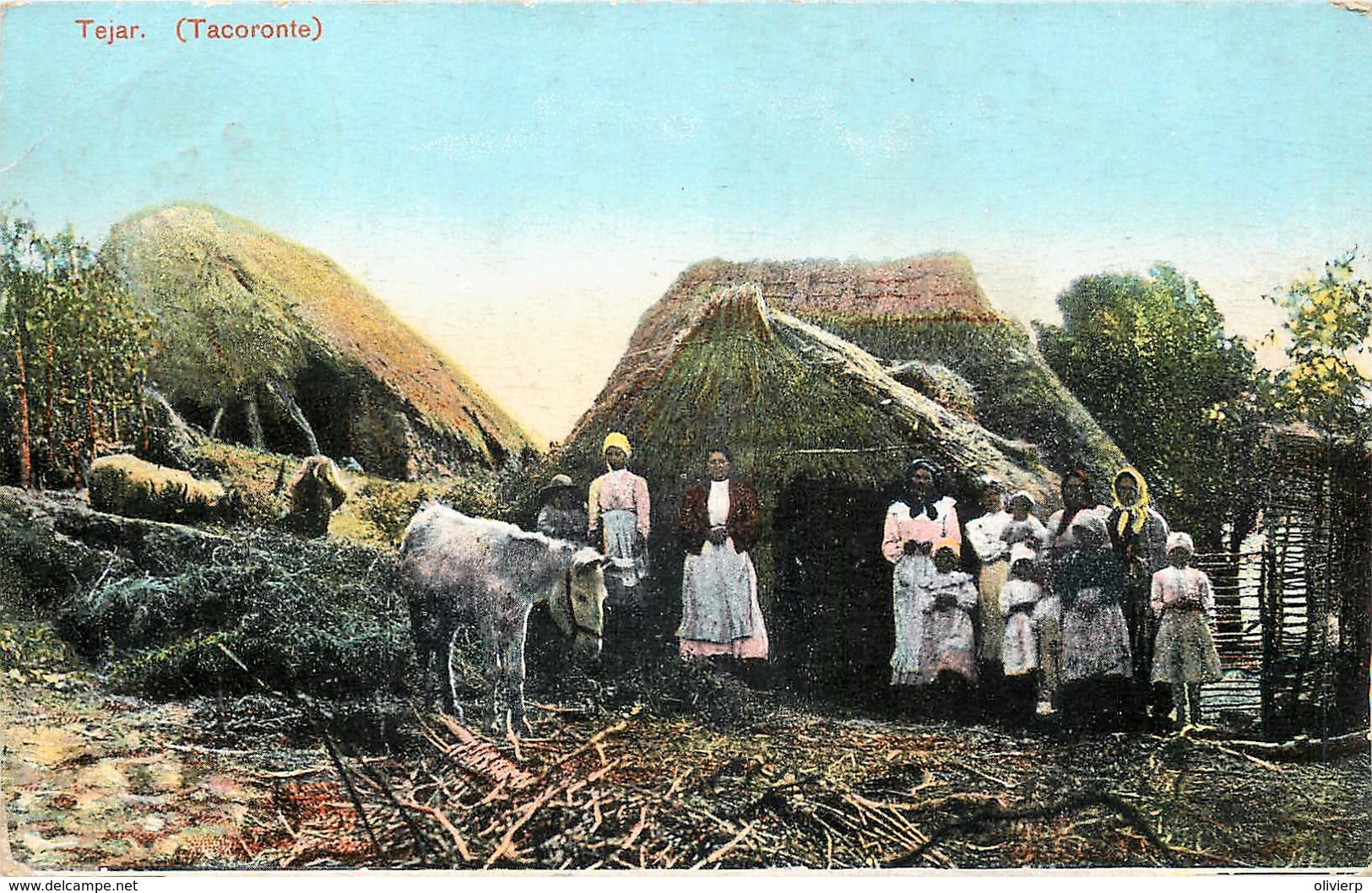 Espagne - Ténérife - Tejar ( Tacoronte ) - Tenerife