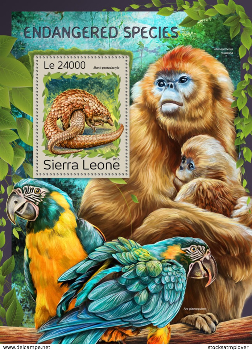 Sierra Leone 2016 Fauna  Endangered Species Pangolin , Monkey ,parrot - Sierra Leone (1961-...)