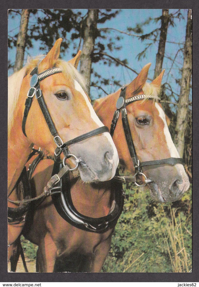 89589/ CHEVAL, CHEVAUX - Horses