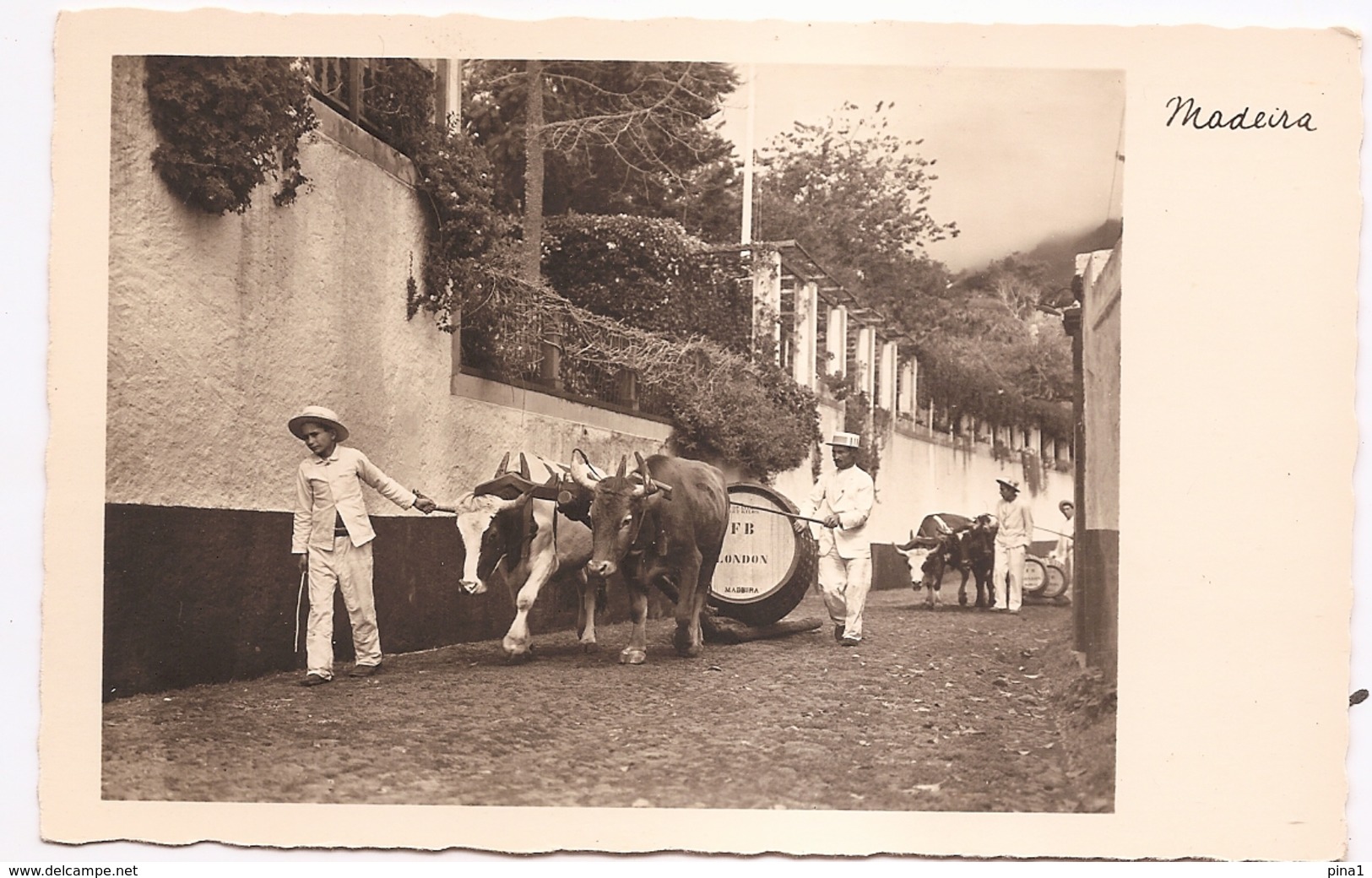 MADEIRA - TRANSPORTANDO O FAMOSO VINHO DA MADEIRA- MADEIRA - Madeira