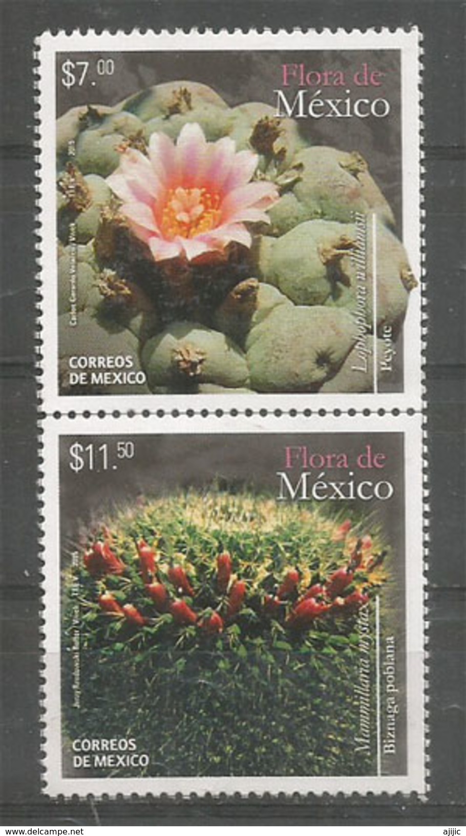 MEXIQUE.Cactus Mammillaria En Fleurs.  2 Timbres Neufs **, Année 2015 - Sukkulenten