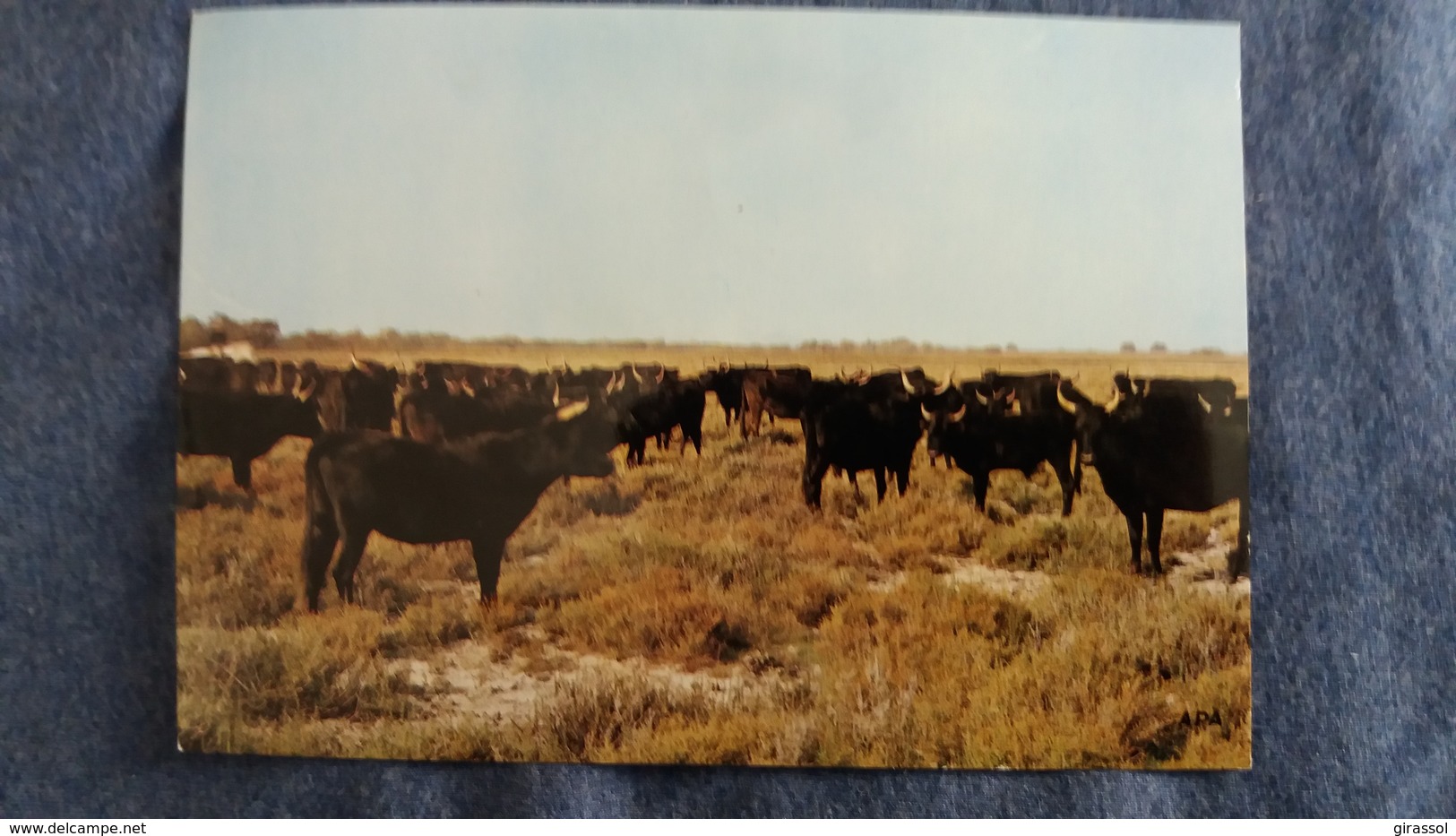 CPSM EN CAMARGUE TROUPEAU DE TAUREAUX ED APA - Bull