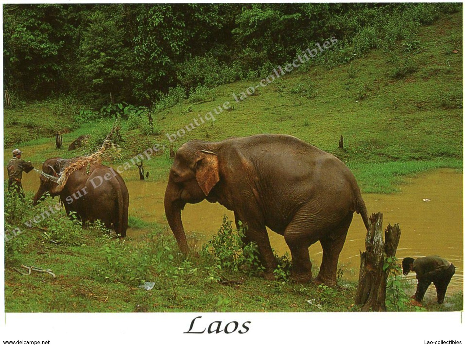 Laos - CPM Couleur - M - Huteau - Carterie Du Laos - Laos