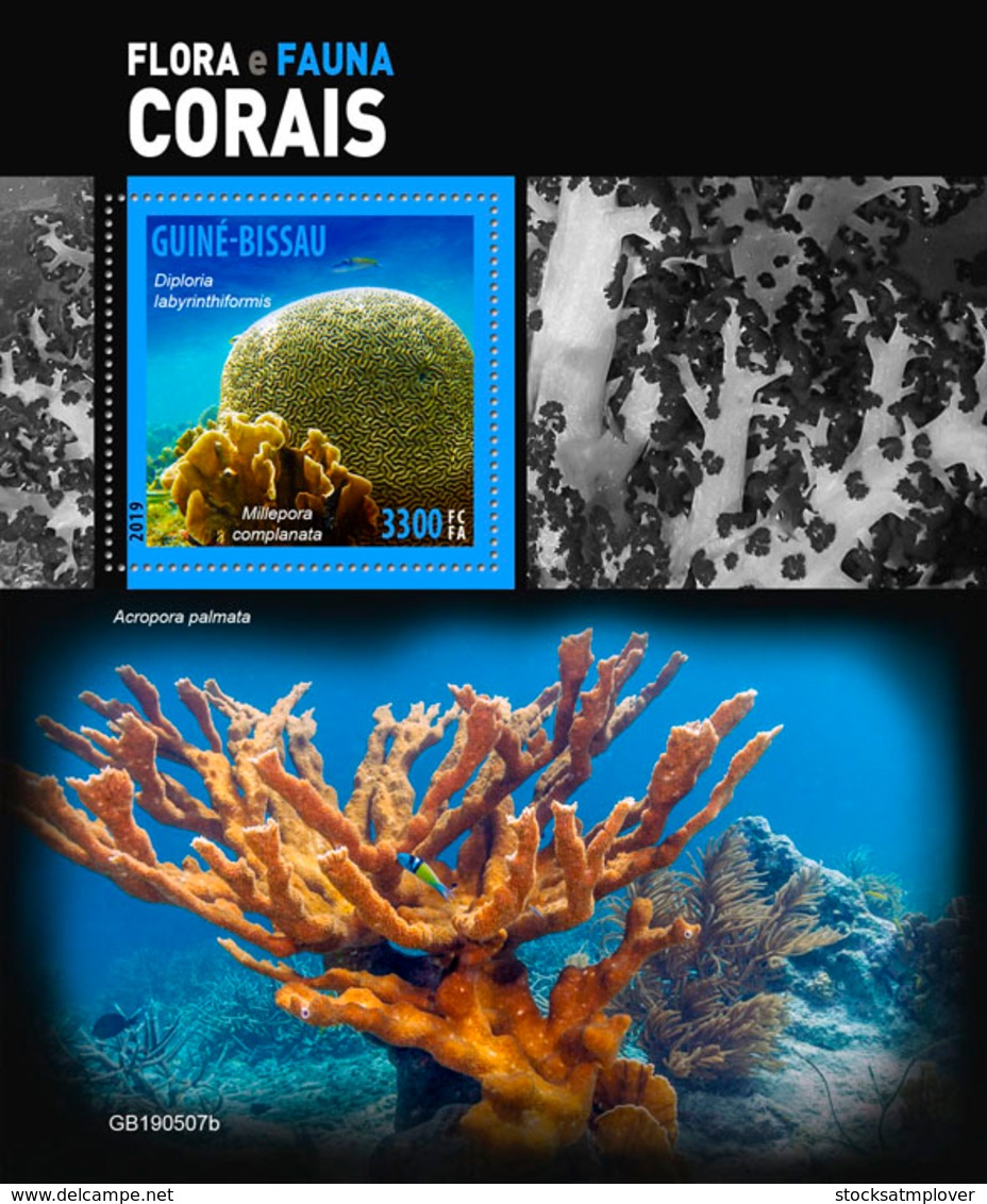 Ginea Bissau  2019 Fauna Corals  S201905 - Guinea-Bissau