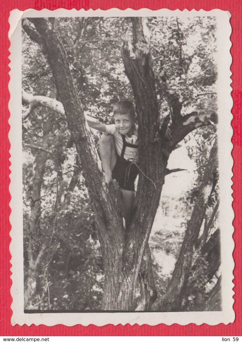 245010 / BOY On The Tree , Vintage Original Photo ,  Bulgaria Bulgarie - Personnes Anonymes