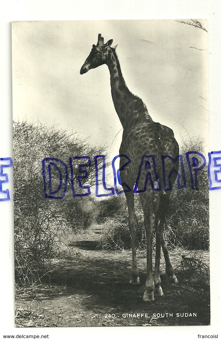 Girafe. Sud Soudan. Giraffe South Sudan. 1964. Tropical Photo Stores - Giraffes