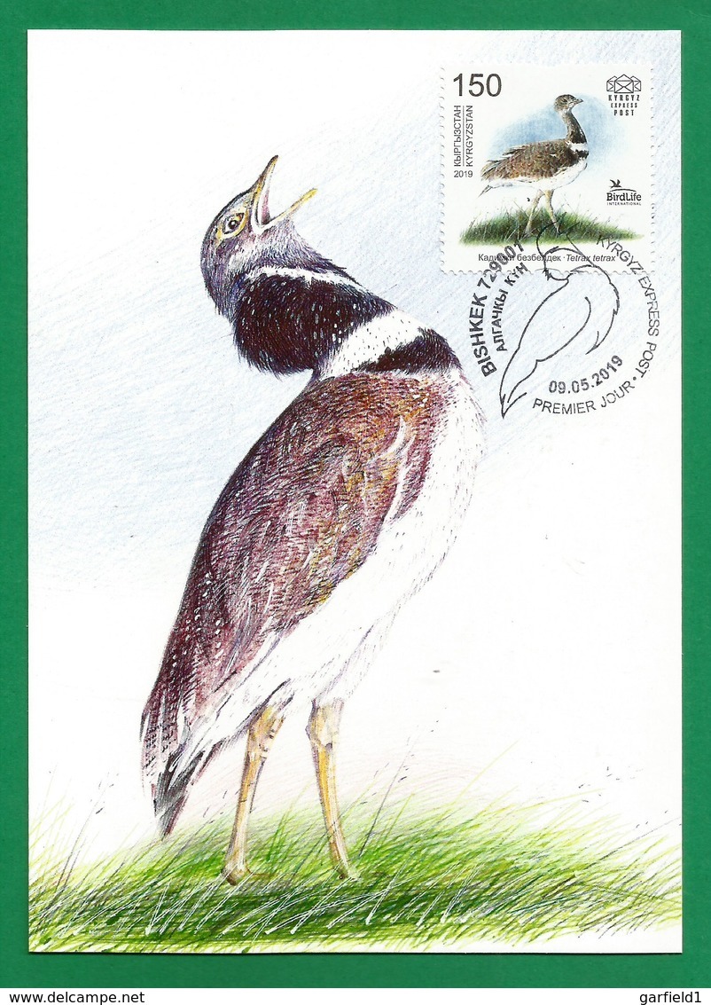 Kirgisistan 2019 , The Little Bustard (Zwergtrappe) - Maximum Card 48 - First Day 09.05.2019 - Kirgisistan