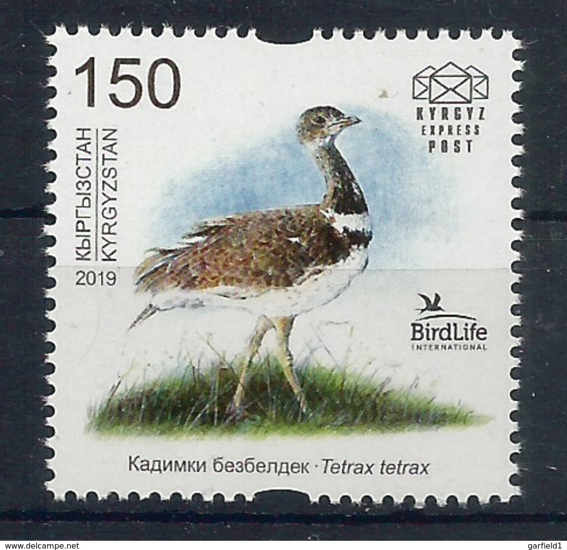 Kirgisistan 2019 , The Little Bustard (Zwergtrappe) - Postfrisch / MNH / (**) - Kirgisistan