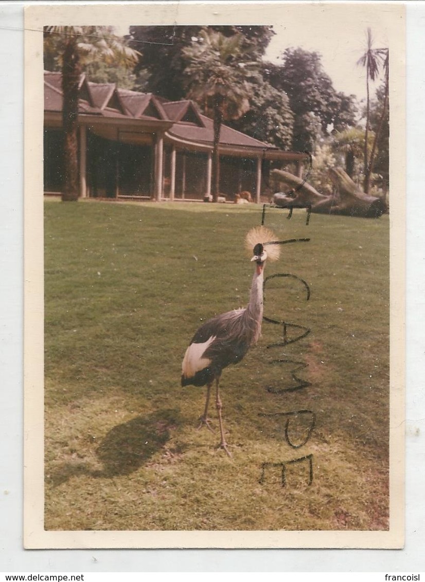 Photo De Grue Couronnée Dans Un Zoo. - Photographie