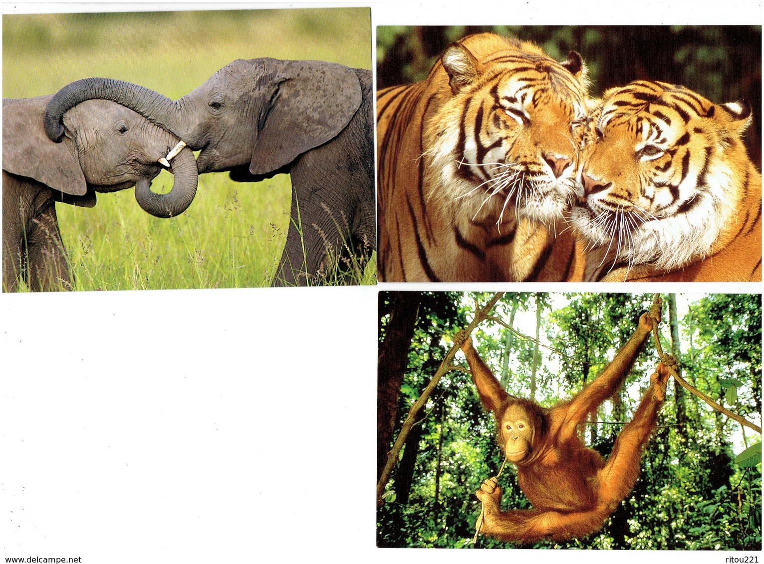 Lot 3 Cpm - Animaux En Détresse - IFAW / WWF - Tigre Orang-outan Singe éléphant - Éléphants