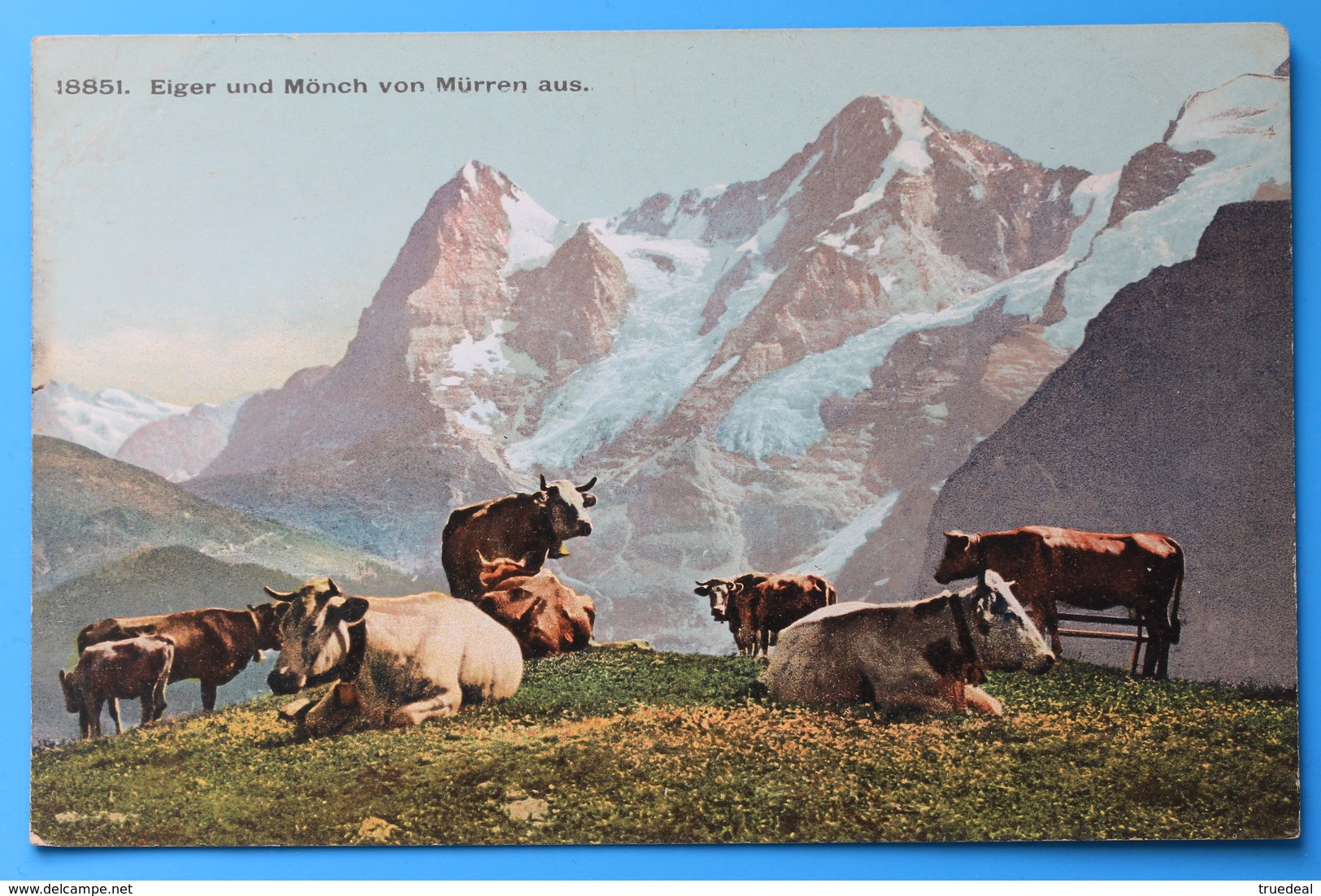 Eiger Und Mönch Von Mürren Aus, Schweiz Svizzera Suisse Switzerland, Cows - Mürren