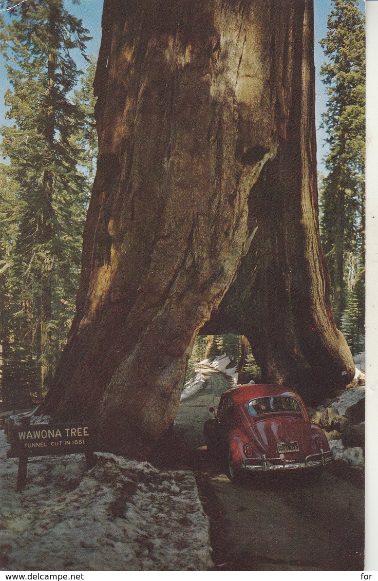 California : YOSEMITE : Yosemite National Park : The Tunnel - Avec Automobile -V W Coccinelle Rouge - Yosemite