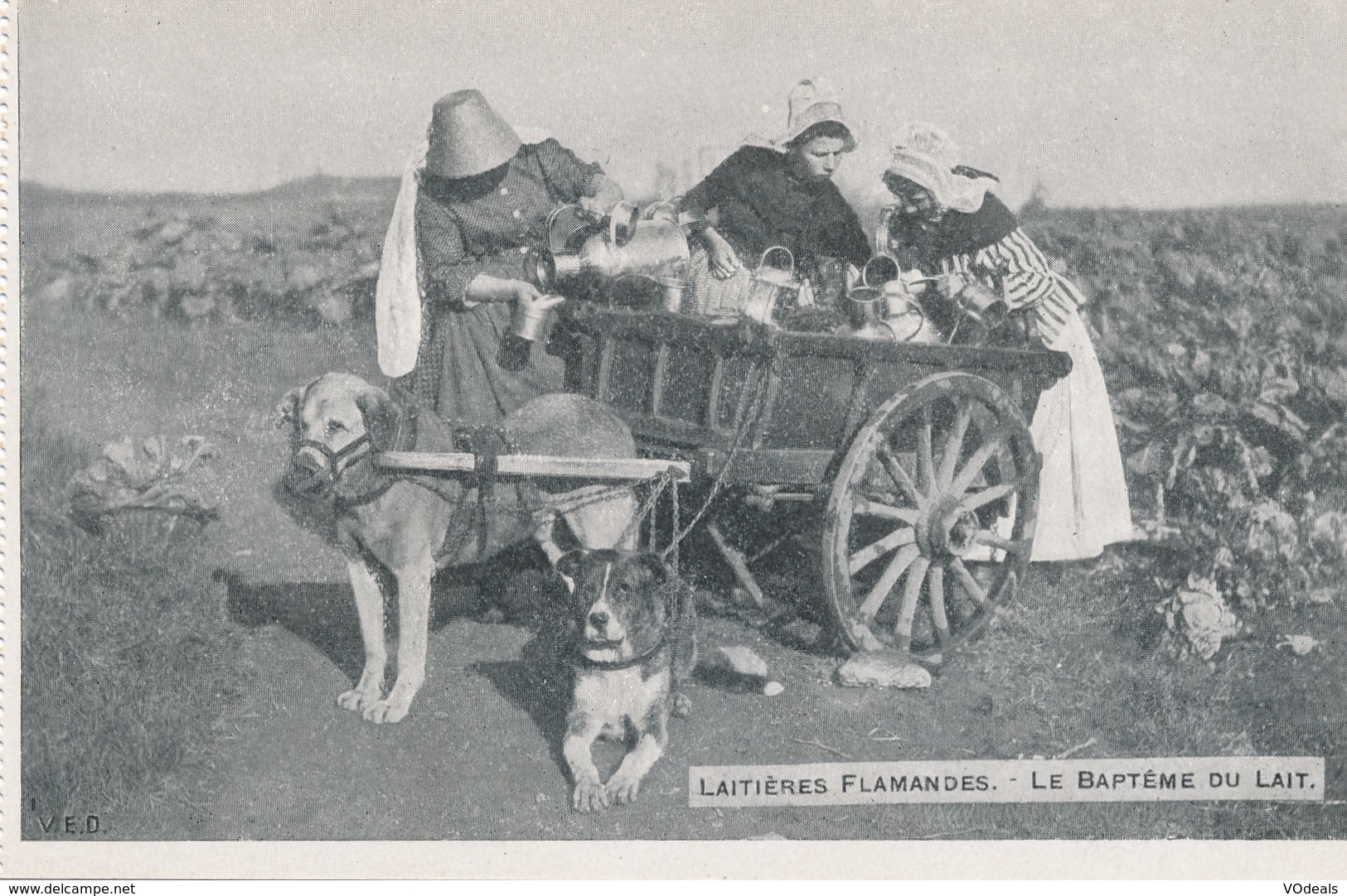 CPA - Belgique - Laitière Flamande - Le Baptême Du Lait - Andere & Zonder Classificatie