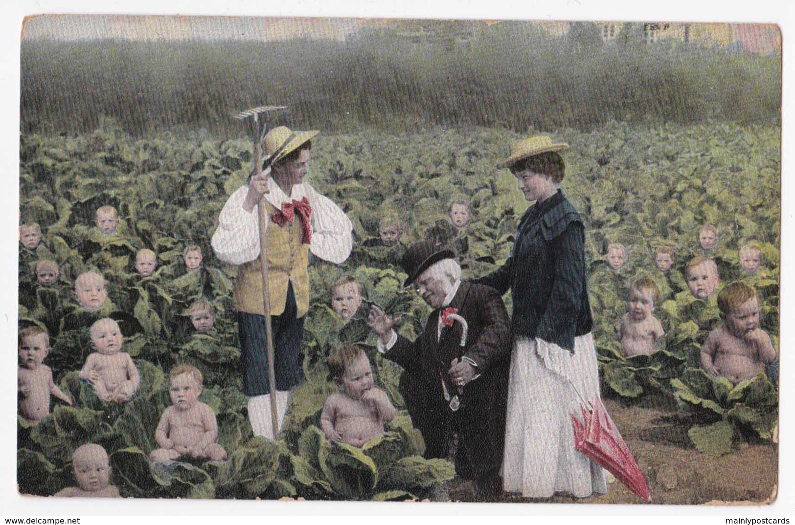 AK99 Multiple Babies In A Cabbage Field - Babies