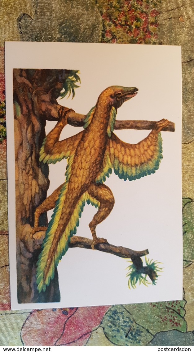 First Bird Archaeopteryx - Bird-like Dinosaur / 1969 Postcard - Autres & Non Classés