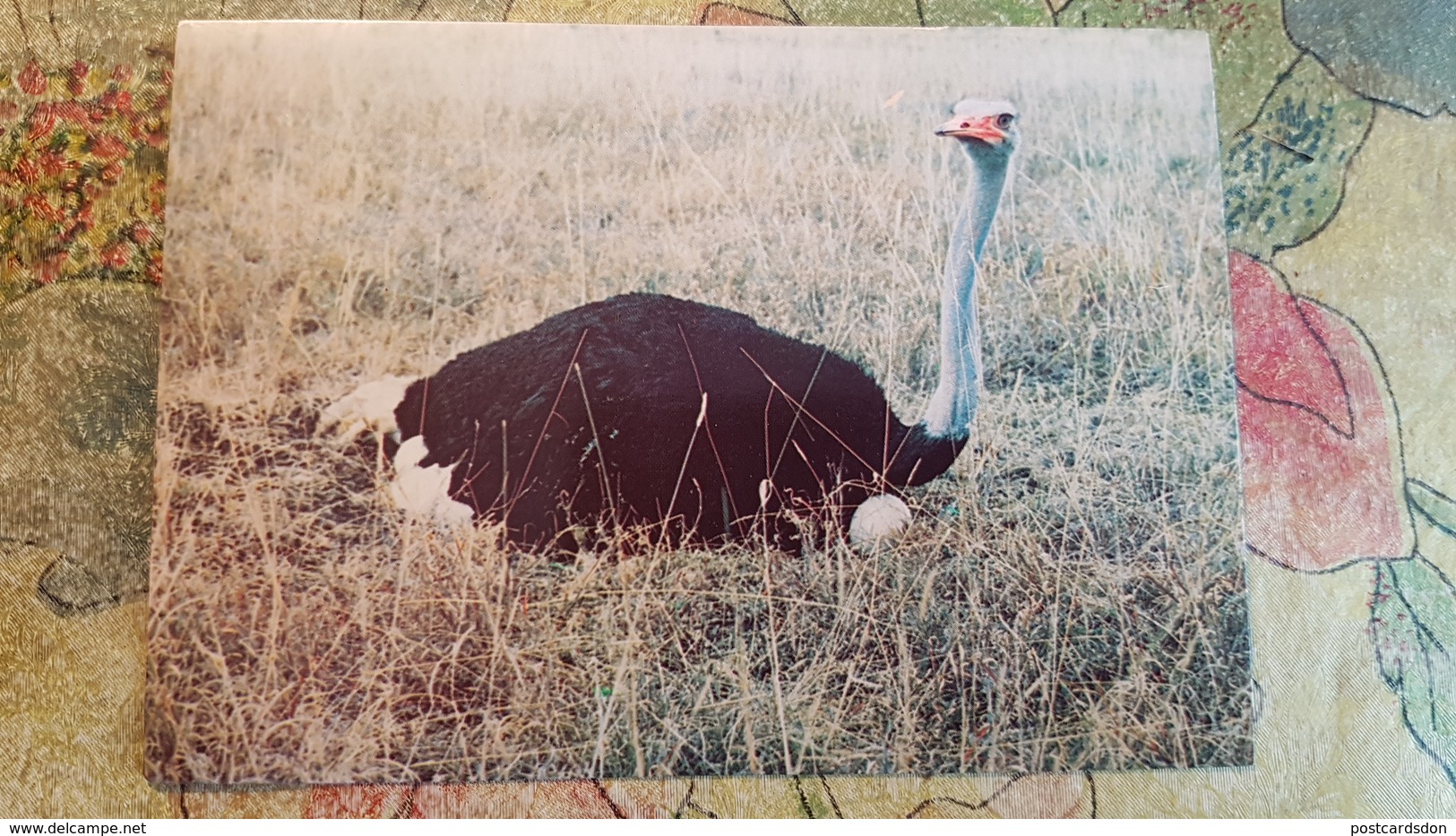 Africa / Kenya - Ostrich - Kenya