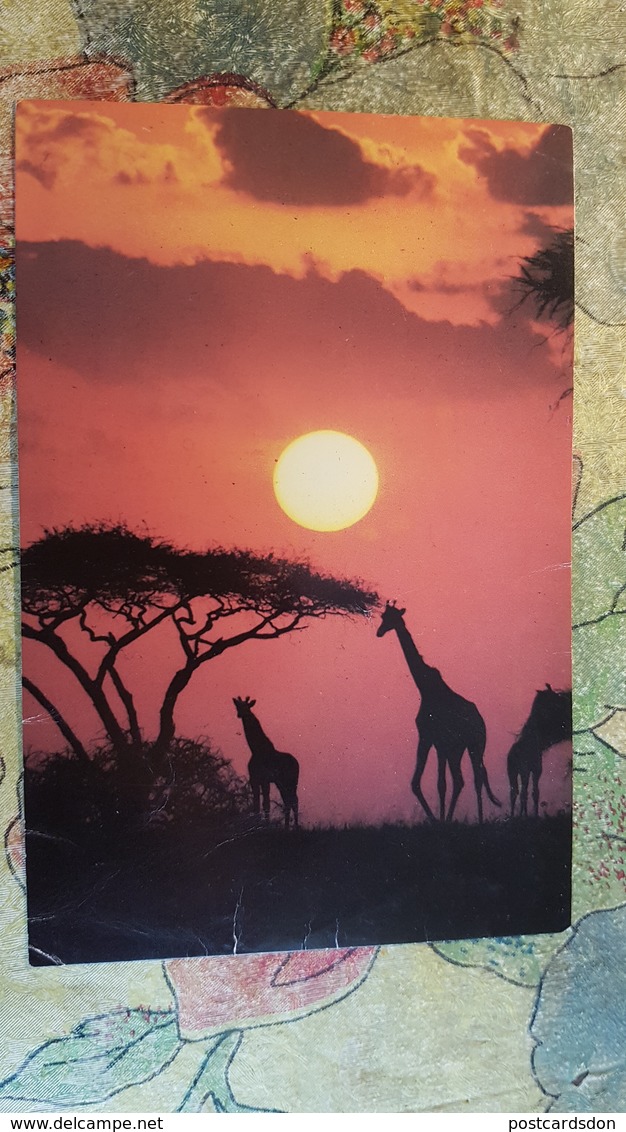 Africa / Kenya - Giraffe - Giraffes