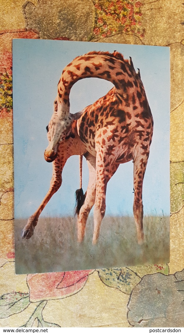 Africa / Kenya - Giraffe - Kenya