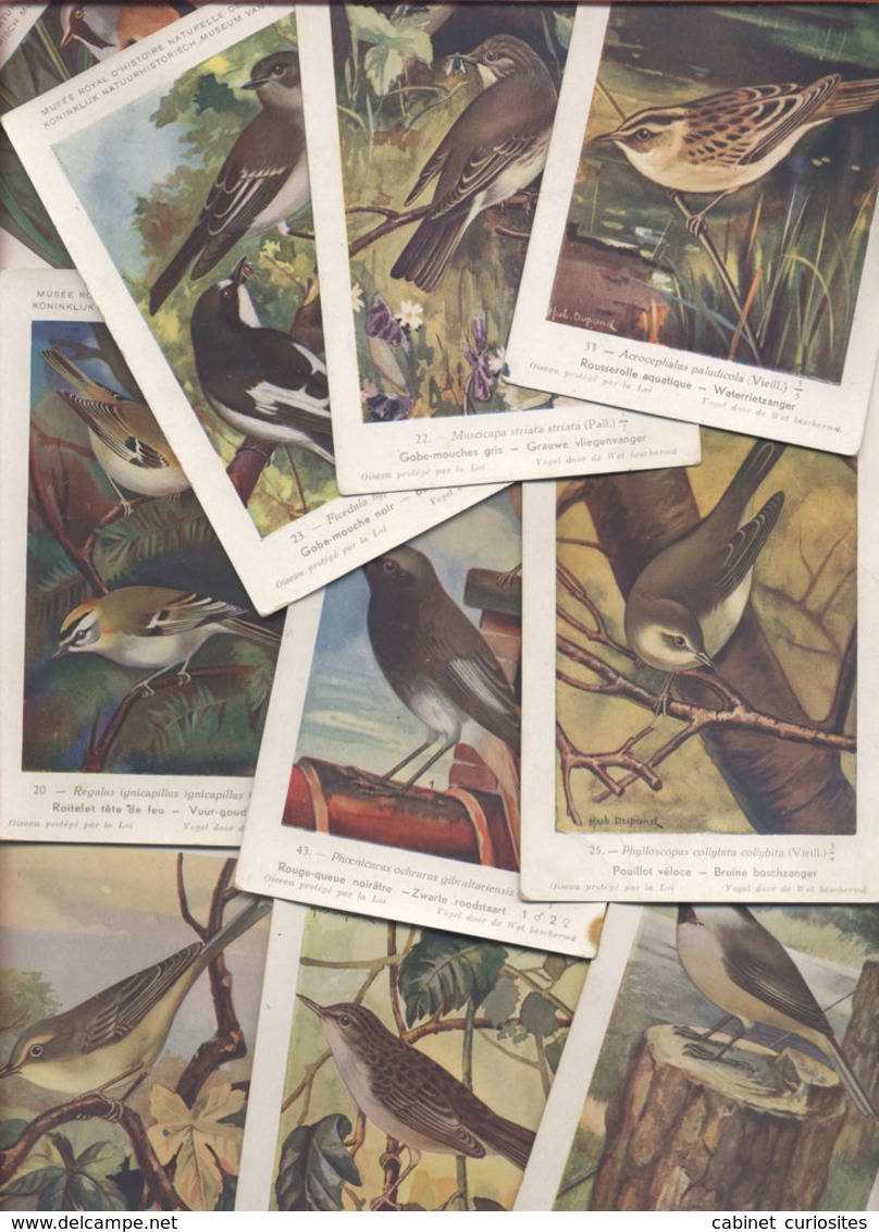 LOT DE 10 CPA - OISEAUX - Illustrations Signées - Oiseaux