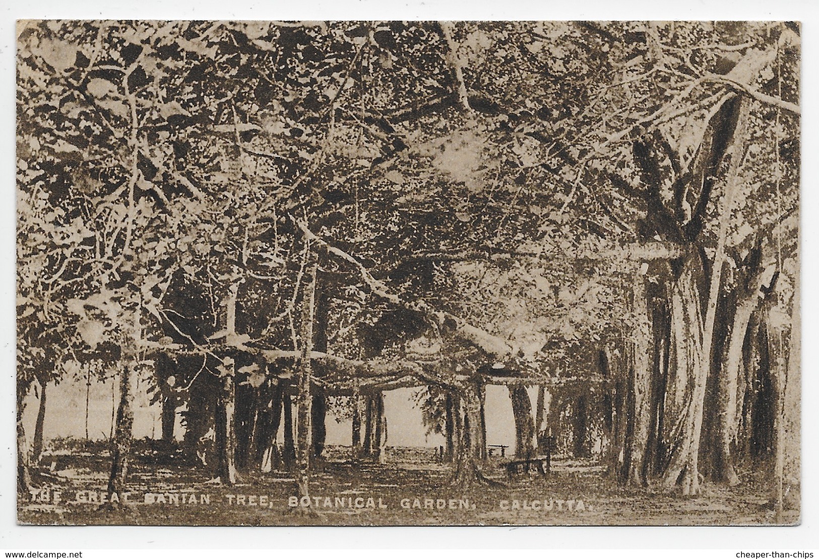 The Great Banyan Tree, Botanical Garden, Calcutta - India