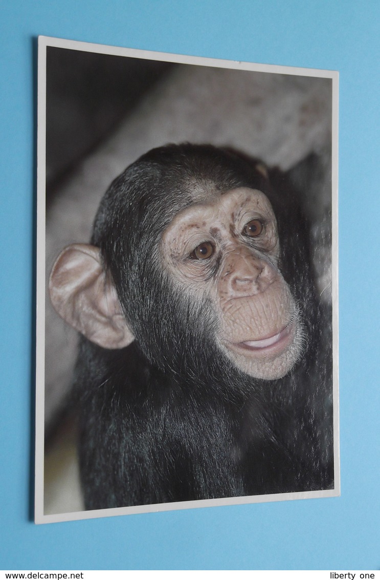 BLEEKGEZICHTCHIMPANZEE ( ZOO Antwerpen / Planckendael ) Anno 19?? ( AVM > Voir Photo ) ! - Monkeys