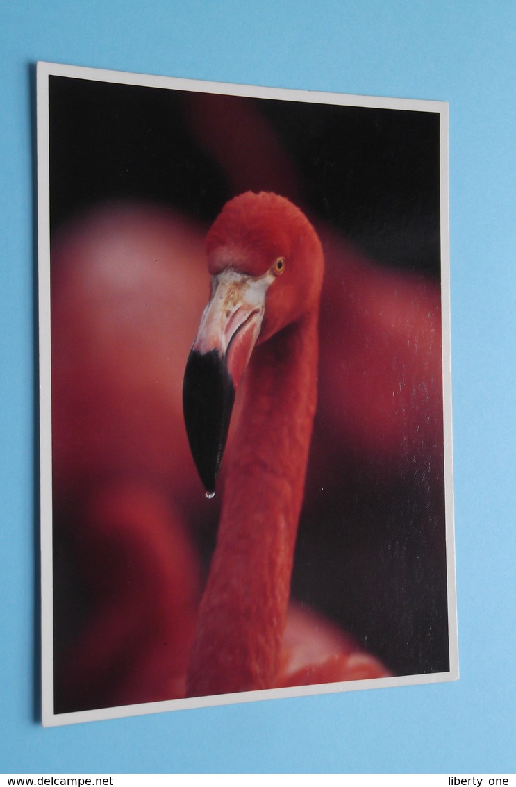 RODE FLAMINGO ( ZOO Antwerpen / Planckendael ) Anno 19?? ( AVM > Voir Photo ) ! - Birds