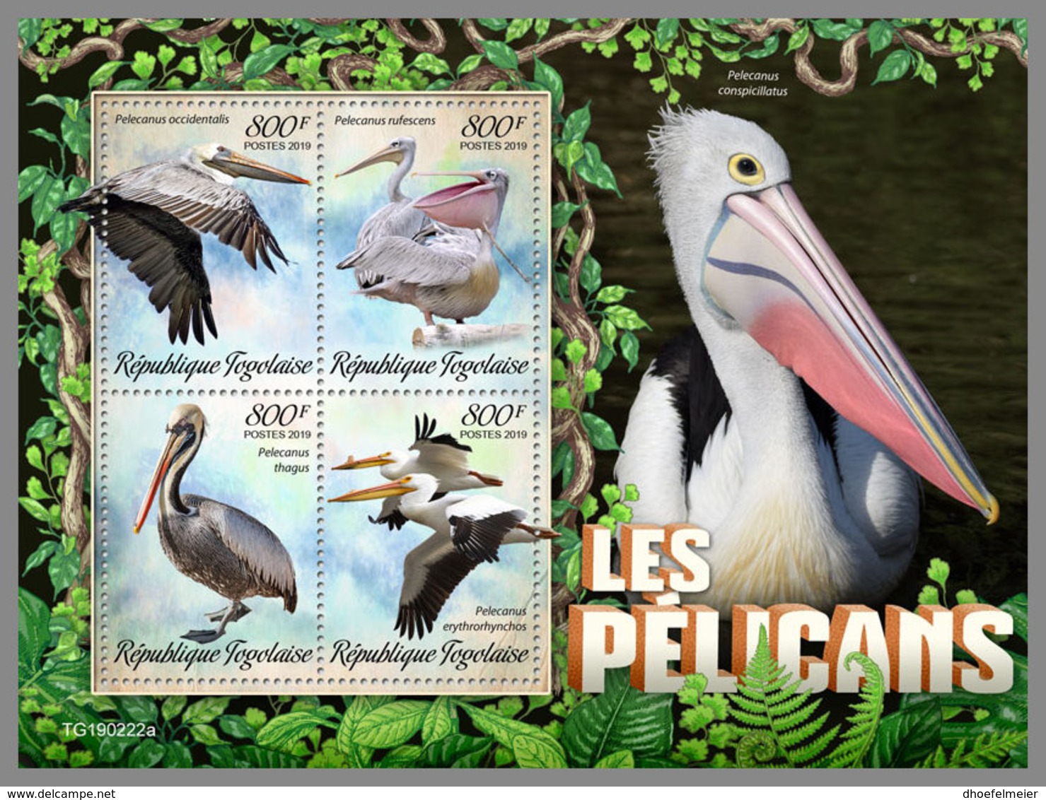 TOGO 2019 MNH Pelicans Pelikane M/S - OFFICIAL ISSUE - DH1927 - Pélicans