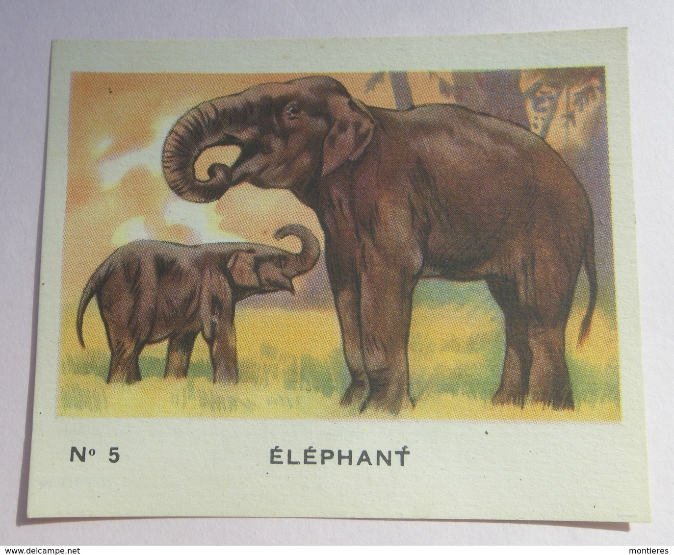 Image - Bon Point Animaux - Chaussures Morvan - N° 5 éléphant - Autres & Non Classés