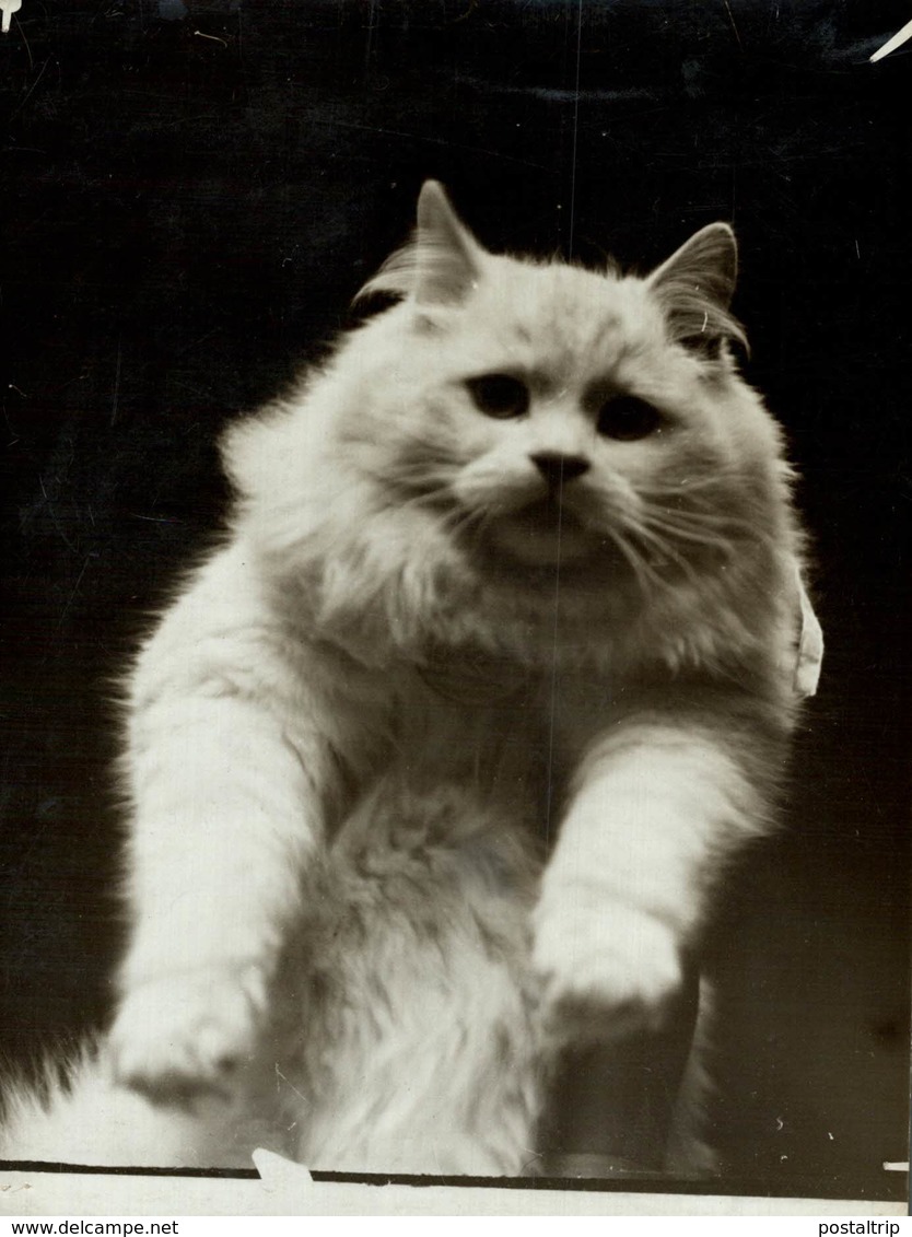 Cat Show London GATO CHAT KAT CAT  16*12CM Fonds Victor FORBIN 1864-1947 - Otros & Sin Clasificación