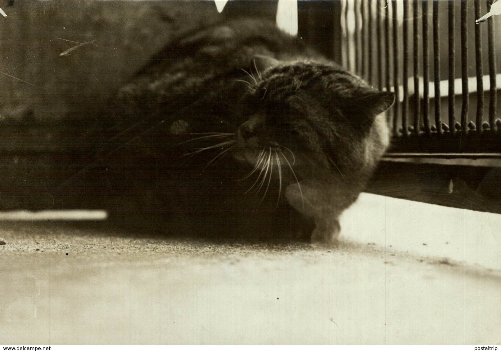 THE WILD CAT AT THE ZOO GATO CHAT KAT CAT  17*12CM Fonds Victor FORBIN 1864-1947 - Otros & Sin Clasificación