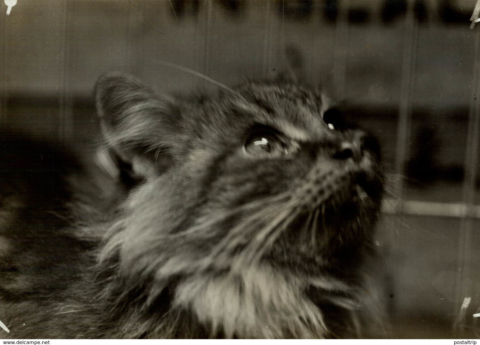 CAT SHOW AT THE CRYSTAL PALACE GATO CHAT KAT CAT  16*12CM Fonds Victor FORBIN 1864-1947 - Otros & Sin Clasificación