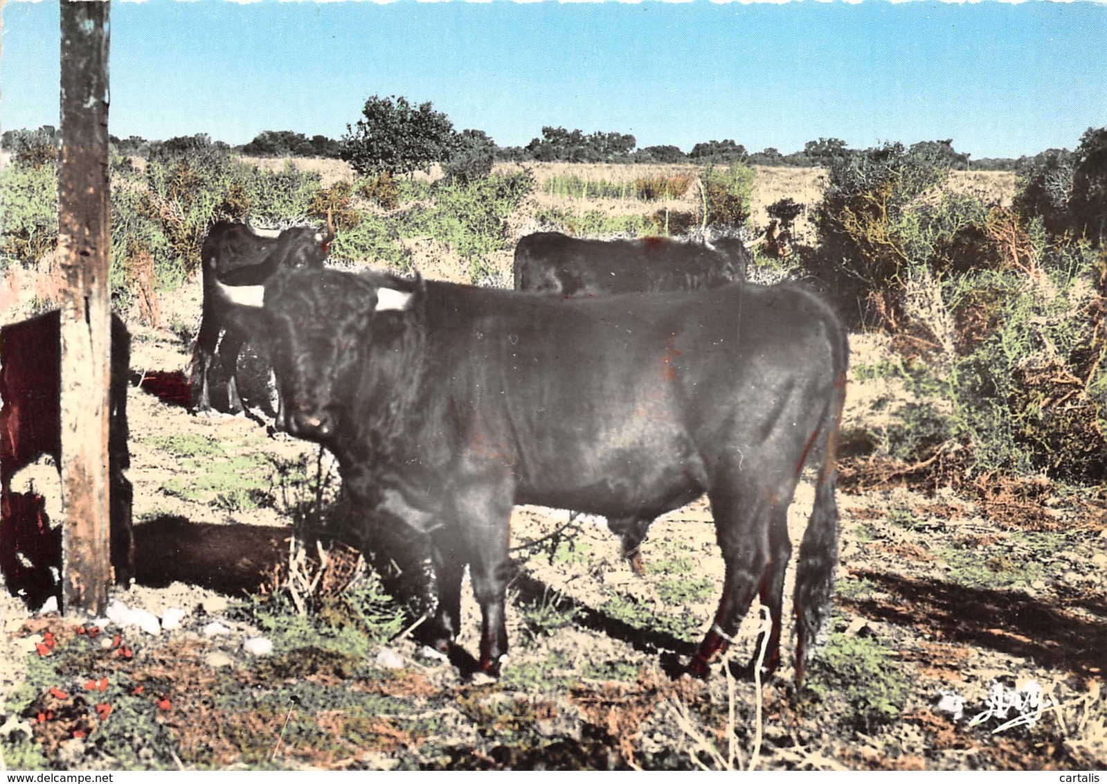 13-TAUREAUX CAMARGUAIS-N°238-D/0345 - Other & Unclassified