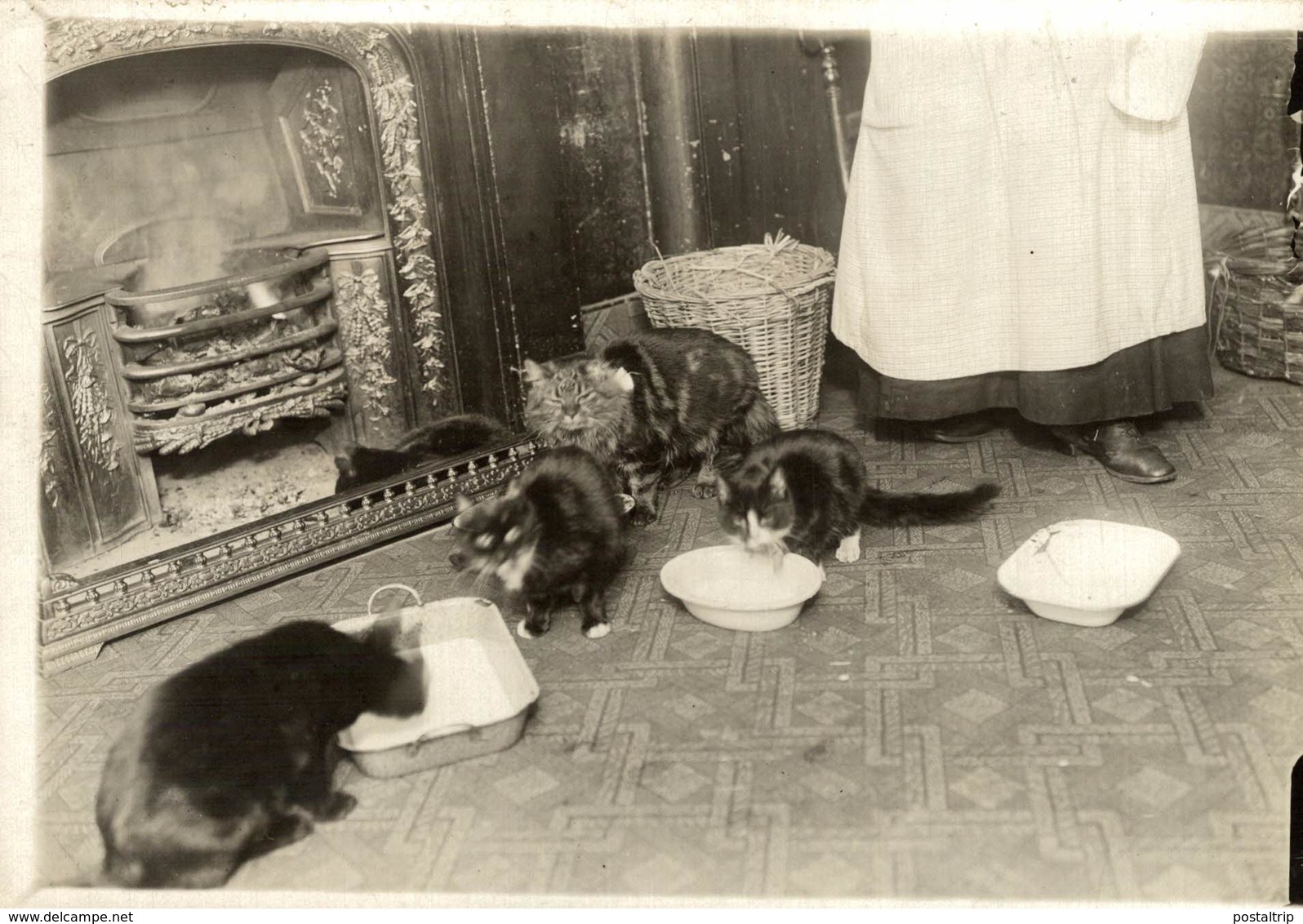 NEW HOME FOR LOST CATS  FULHAM   GATO CHAT KAT CAT  16*12CM Fonds Victor FORBIN 1864-1947 - Otros & Sin Clasificación