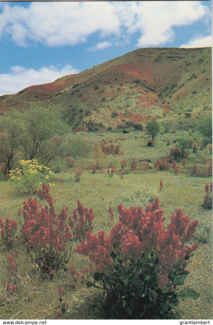 Flinders Ranges With Wildflowers, South Australia - Prepaid PC, Unused - Flinders Ranges