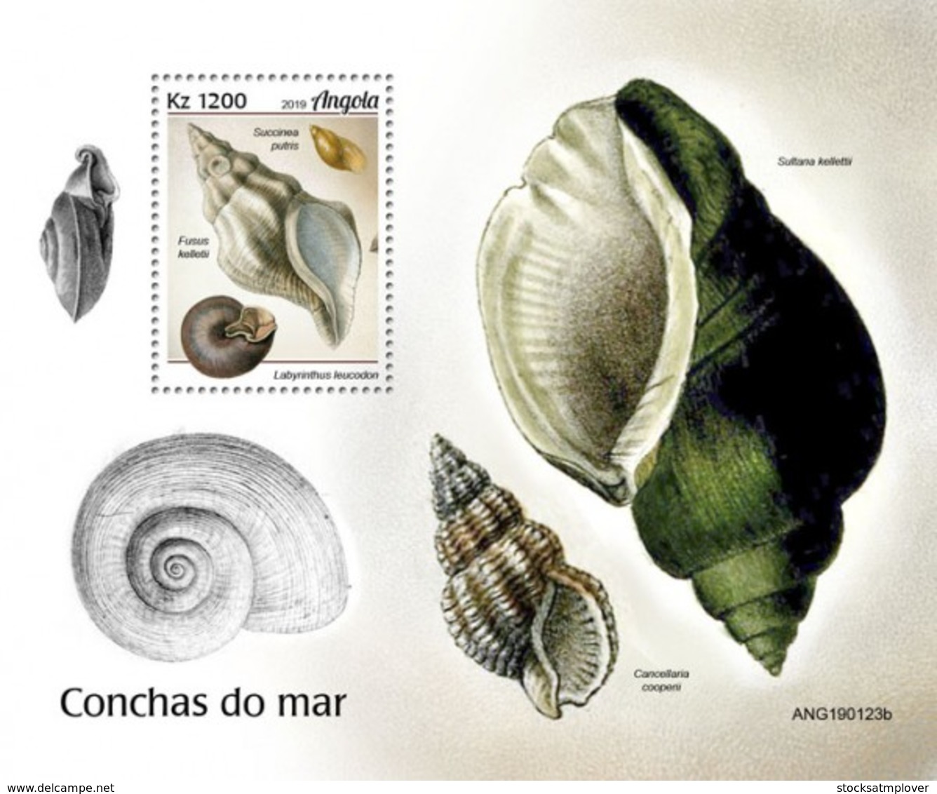 Angola   2019 Seashells   S201905 - Angola