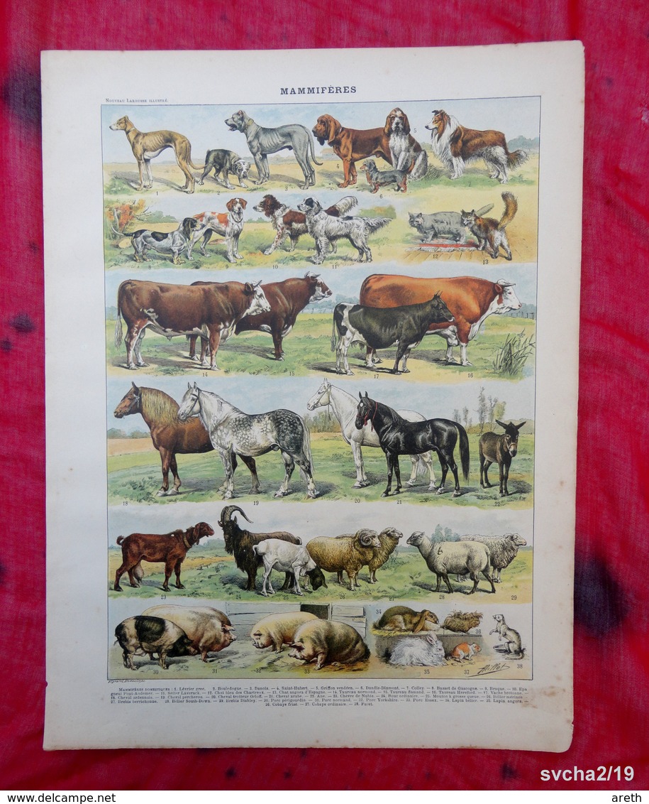 Planche Originale 32,5 X 25 Cm-  Nouveau Larousse Illustré: MAMMIFERES -  Illustration A. MILLOT Et VIGNEROT DEMOULIN - Animals